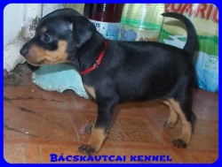 Bcskautcai Reni