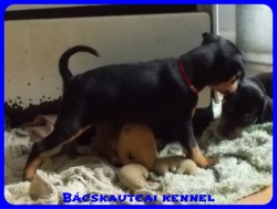 Bcskautcai Reni
