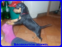 Bcskautcai Reni