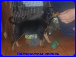 Bcskautcai Reni