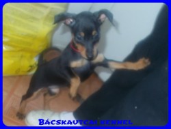 Bcskautcai Reni
