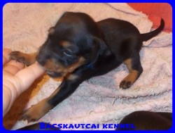 Bcskautcai Roary