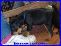 Bcskautcai Roary