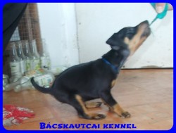 Bcskautcai Roary