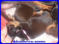Bcskautcai Rosie