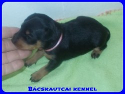 Bcskautcai Rosie