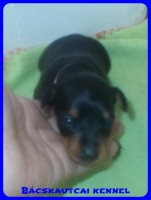 Bcskautcai Rosie