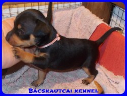 Bcskautcai Rosie