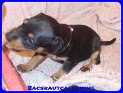 Bcskautcai Rosie
