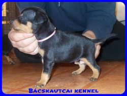 Bcskautcai Rosie