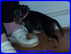 Bcskautcai Rosie