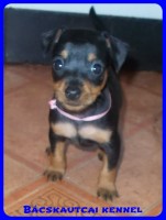 Bcskautcai Rosie