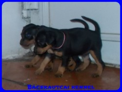 Bcskautcai Rosie