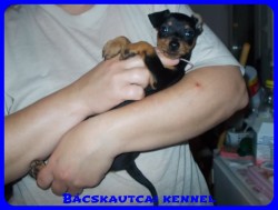 Bcskautcai Rosie