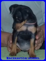 Bcskautcai Rosie