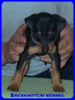 Bcskautcai Rosie