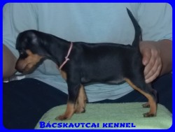 Bcskautcai Rosie