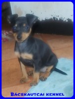 Bcskautcai Rosie