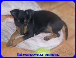 Bcskautcai Rosie