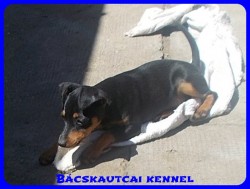 Bcskautcai Rosie
