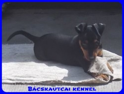Bcskautcai Rosie