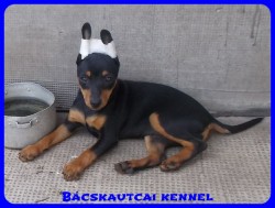 Bcskautcai Rosie