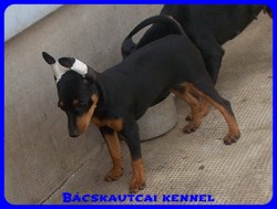 Bcskautcai Rosie