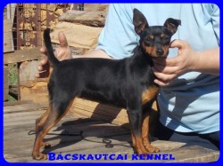 Bcskautcai Rosie
