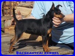 Bcskautcai Rosie