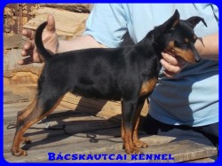 Bcskautcai Rosie