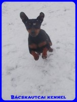 Bcskautcai Rosie