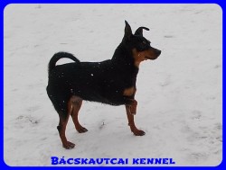 Bcskautcai Rosie