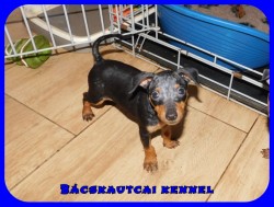 Bcskautcai Ramses