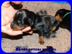Bcskautcai Rzi Fge