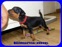 Bcskautcai Rzi Fge