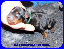 Bcskautcai Rocco