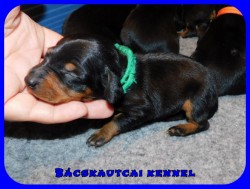 Bcskautcai Rocco