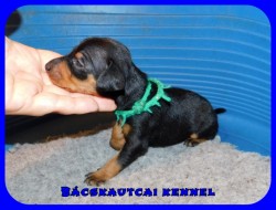 Bcskautcai Rocco