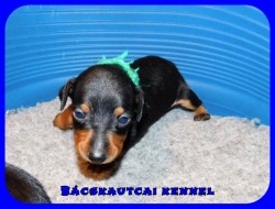 Bcskautcai Rocco