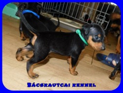 Bcskautcai Rocco