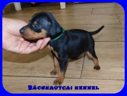 Bcskautcai Rocco