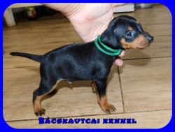 Bcskautcai Rocco