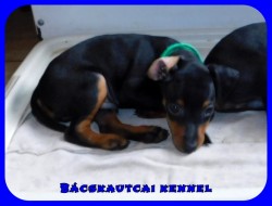 Bcskautcai Rocco