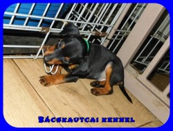 Bcskautcai Rocco