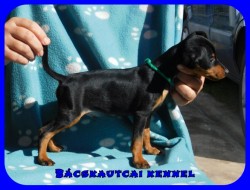 Bcskautcai Rocco