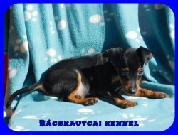 Bcskautcai Rocco