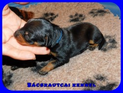Bcskautcai Roy