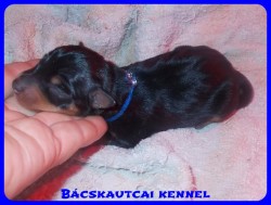 Bcskautcai Soma