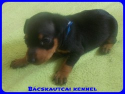Bcskautcai Soma
