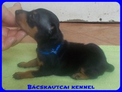 Bcskautcai Soma